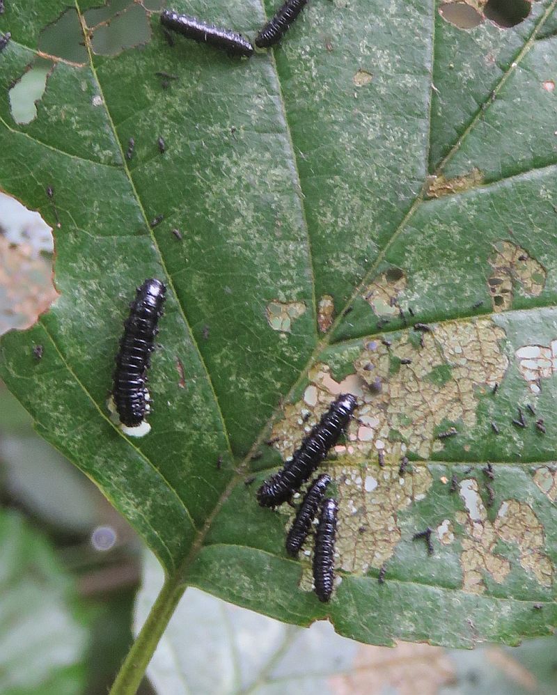 Alder Leaf Beetle Larvae 